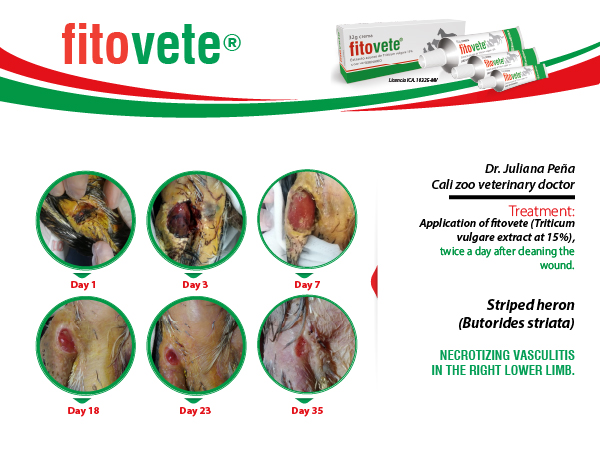 Caso 6 Crema ing-100